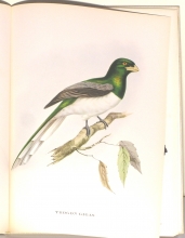 Exotische Vogel 04/24